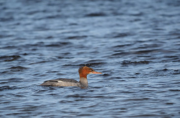 Merganser on the lake