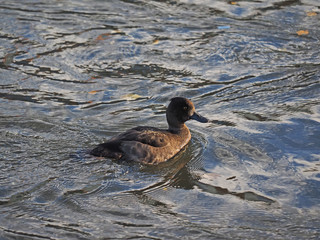 tufted duck on the lake
