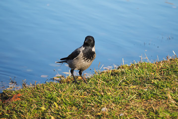 Crow on the lake