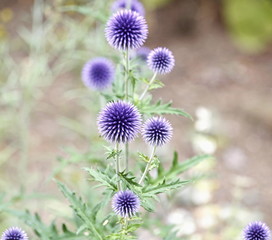 Violet balls