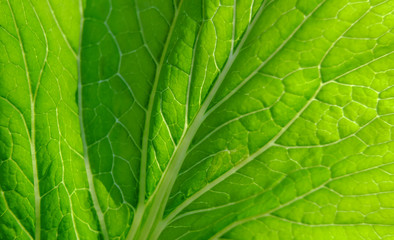 Fototapeta premium Leaf Texture