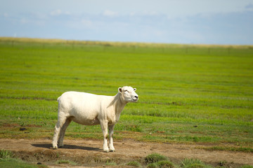 Schafe an der Nordsee