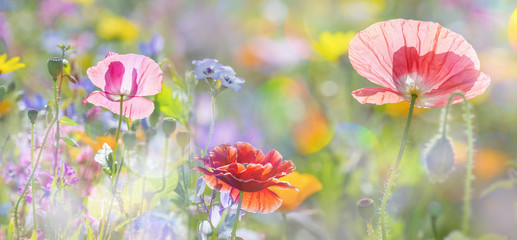 Naklejka premium summer meadow with red poppies
