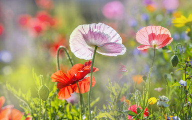summer meadow with red poppies © Vera Kuttelvaserova