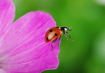 Ladybug and flower