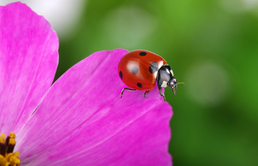 Fototapeta premium Ladybug