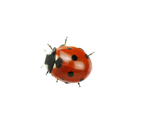 Ladybug isolated on white