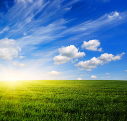 Obraz premium field and sun