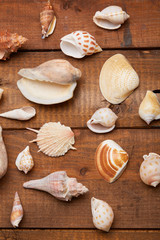 shells