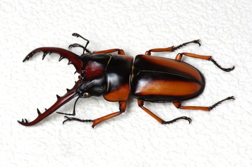 Stag beetle