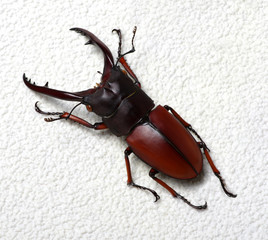 Stag beetle