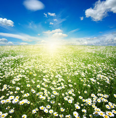  daisy flowers