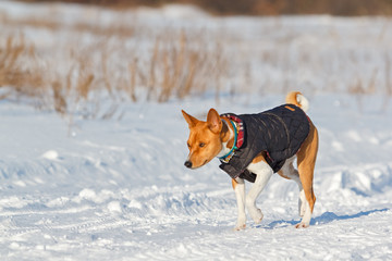 Basenji dog walking in the park. Winter