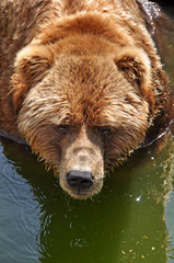 Naklejka na ściany i meble Grizzly bear in water