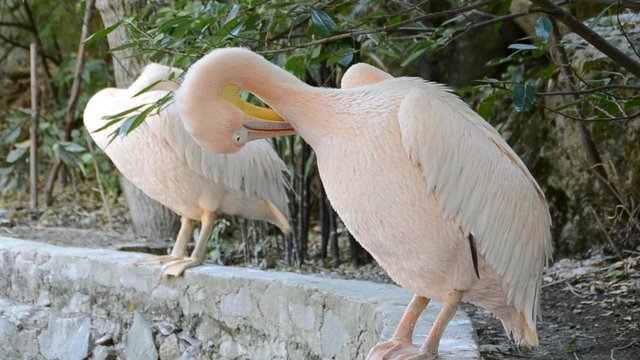 Pelican pink