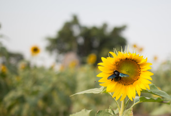 Fototapeta premium bees hive pollinate sunflower. Bee produces honey on a flower. S