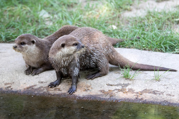 Oriental small-clawed otter (Amblonyx cinerea)