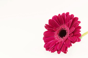 Pink Gerbera flower - series of pink flowers