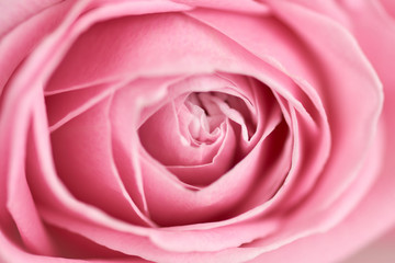 center of pink rose - series of pink flowers