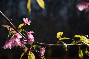 Beautiful blooming sakura in garden