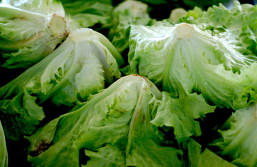 Fresh lettuce for sale