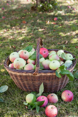 Apples harvested in a basket