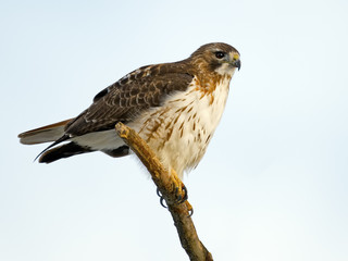 Red-tailed Hawk