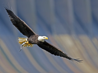 Bald Eagle in Flight with Fish