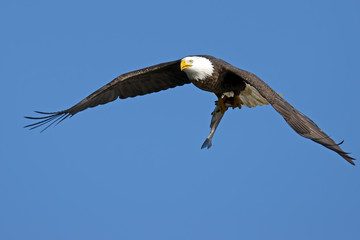 Bald Eagle in Flight with Fish