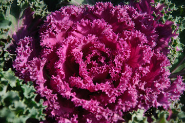 Beautiful blooming red cabbage flower