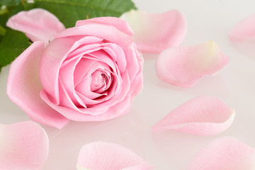 Fototapeta na wymiar Pink rose and leaves - series of pink flowers
