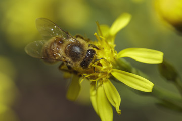 Bee on yellow flower