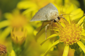 Butterfly on yellow flower