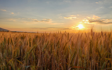 Sunset over wheat field.