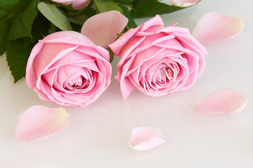 Fototapeta na wymiar Pink roses and leaves - series of pink flowers
