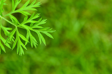 Parsley