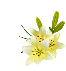 Fototapeta na wymiar Flower lily isolated on white background.
