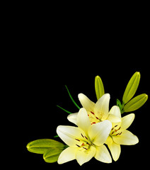 white lily flower on a black background