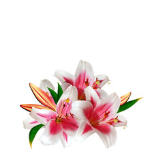 Obraz na płótnie Canvas Flower lily isolated on white background.