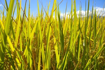 The close view of rice field in eastern Taiwan