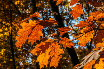 Herbst im Chorbusch 03