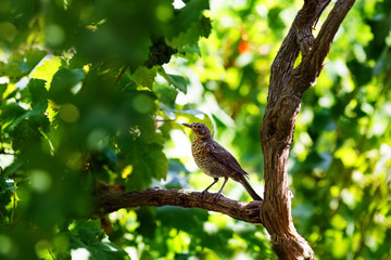 Song thrush sitting on wine branch