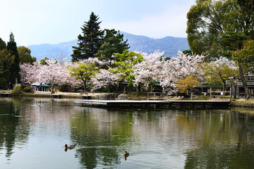 大覚寺 庭園 春