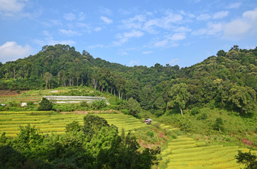beautiful rice terraces in thailand