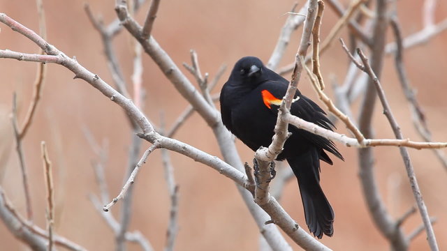 Red-winged Blackbird, Agelaius phoeniceus, singing in a cattail marsh