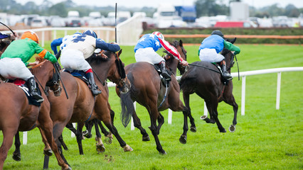 Race horses running towards the finish line