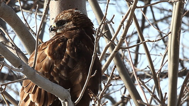Close up of a juvenile Rough-legged Hawk, Buteo lagopus