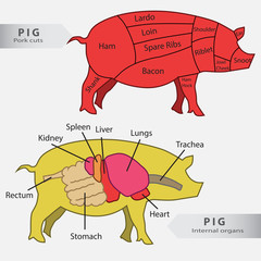 Basic  pig internal organs and cuts chart vector