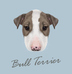 Bull Terrier Dog Portrait. 