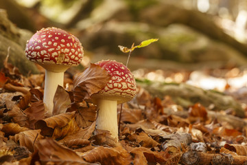 Two amanita muscaria mushrooms in the woods